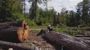 Best Firewood Processing and Delivery  in Urbancrest, OH