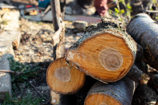 Best Tree Cabling and Bracing  in Urbancrest, OH