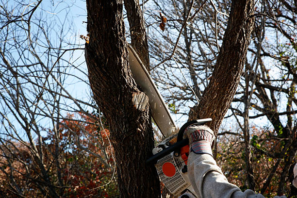 Best Lawn Disease Treatment  in Urbancrest, OH
