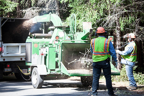 Best Tree Disease Treatment  in Urbancrest, OH