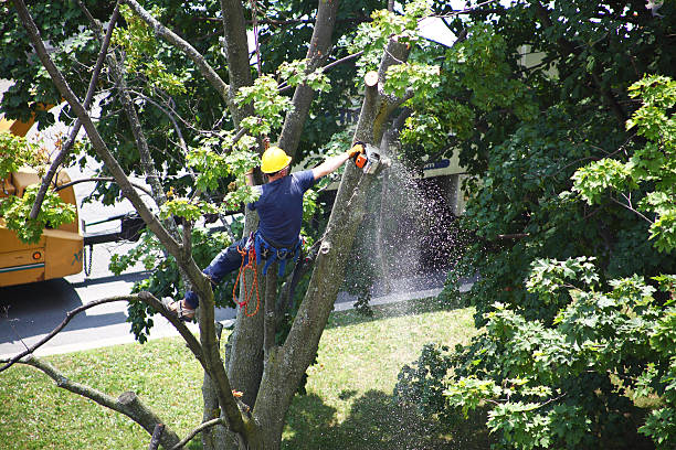 Best Hedge Trimming  in Urbancrest, OH