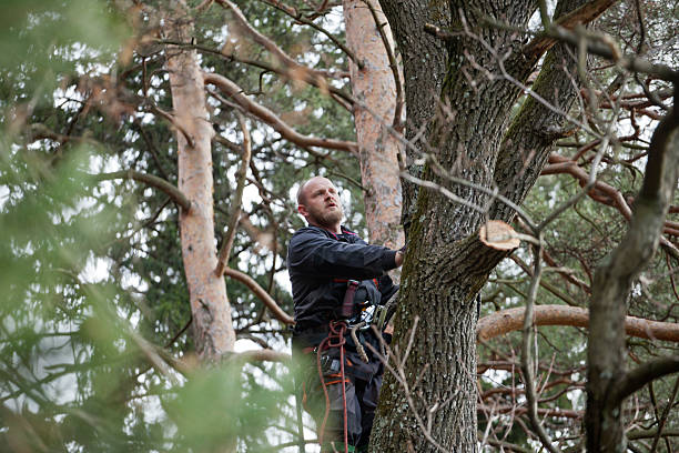 Best Emergency Tree Removal  in Urbancrest, OH