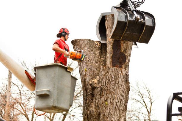 How Our Tree Care Process Works  in  Urbancrest, OH